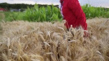 SLOW MOTION: Farmer in red shirt hand touches the ear of wheat at sunset. The agriculturist inspects a field of ripe wheat. farmer on a wheat field at sunset. agricultural business. FullHD footage