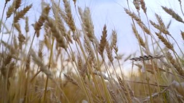 Camera movement between golden spikelets on a wheat field at sunset. Slow motion. Walk in the wheat field in the evening. Selective focus. High quality FullHD footage