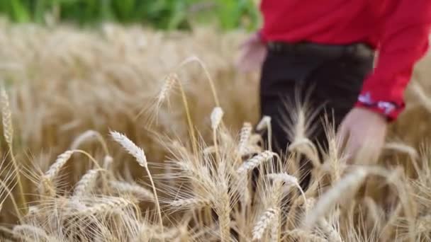 Farmer Female Red Shirt Hand Touches Golden Ear Wheat Wheat — Stockvideo