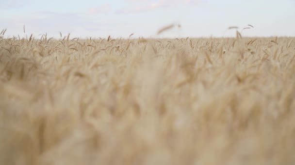 Крупный План Камера Движется Через Золотые Колосья Пшеницы Сельскохозяйственном Поле — стоковое видео