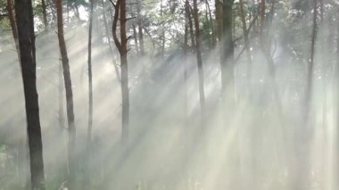 Gece yarısı sisli ormanın gizemli manzarası. Yüksek kaliteli FullHD görüntüler