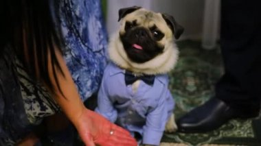Mavi takım elbiseli Fransız bulldog oturur ve patisini uzatır. Orta atış. Yüksek kaliteli FullHD görüntüler