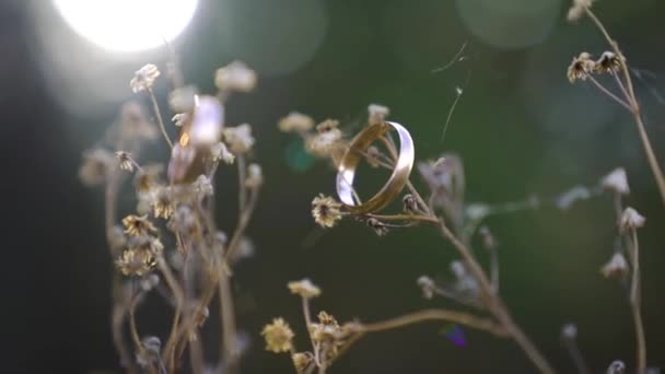 Сцена Красивого Закатного Света Ветру Сухой Цветок Двумя Кольцами Высококачественные — стоковое видео
