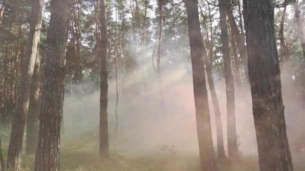 Pozadí Fantasy Scény Začarovaném Lese Barevná Mlha Pohybu Vysoce Kvalitní — Stock video