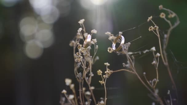 Scenico Bella Luce Del Tramonto Sul Vento Ondeggiante Fiore Secco — Video Stock