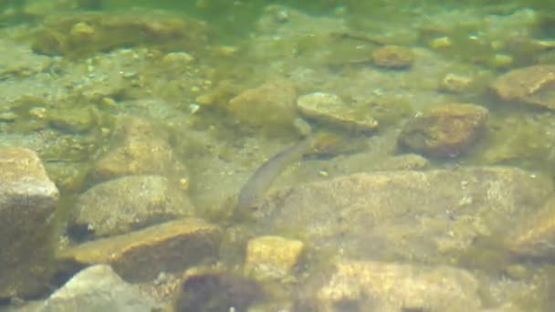 Маленька Риба Грає Гравії Зеленому Тлі Високоякісні Кадри — стокове відео