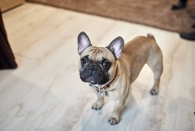 Evde oynayan sevimli Fransız bulldog 'u.