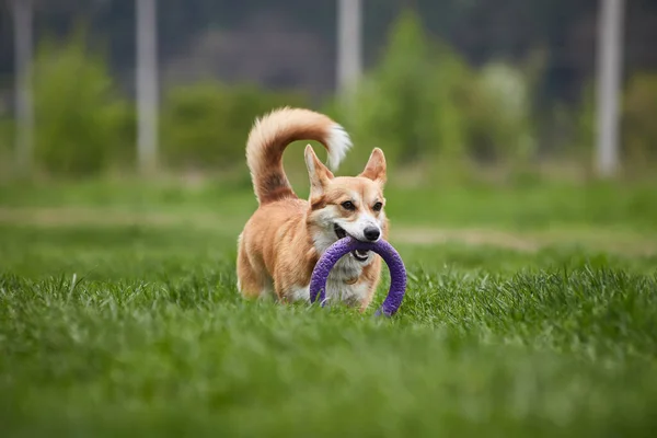 Happy Welsh Corgi Pembroke Pies Bawi Się Ściągaczem Parku Wiosennym — Zdjęcie stockowe