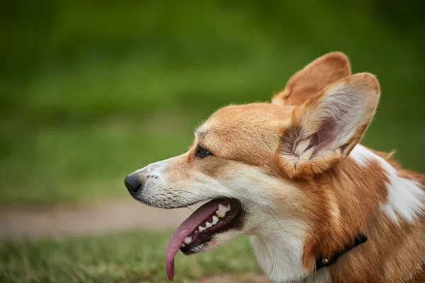 Feliz Galés Corgi Pembroke Perro Jugando Con Tirador Parque Primavera — Foto de Stock
