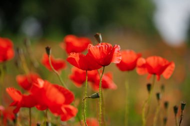 Çiçekli kırmızı gelincikler tarlada yetişir. Bulanık arkaplan