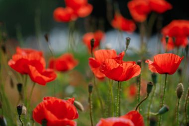Çiçekli kırmızı gelincikler tarlada yetişir. Bulanık arkaplan