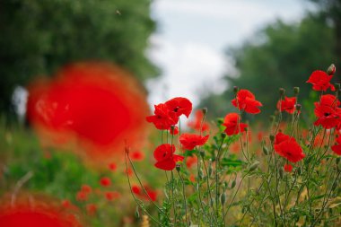 Çiçekli kırmızı gelincikler tarlada yetişir. Bulanık arkaplan