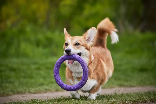 Happy Welsh Corgi Pembroke Σκυλί Παίζει Έλικα Στο Πάρκο Άνοιξη — Φωτογραφία Αρχείου