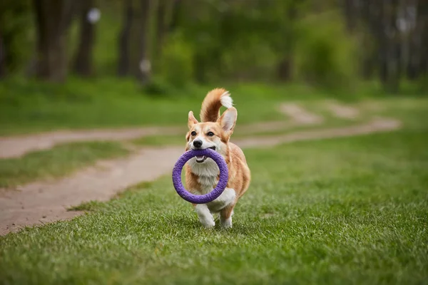 Happy Welsh Corgi Pembroke Σκυλί Παίζει Έλικα Στο Πάρκο Άνοιξη — Φωτογραφία Αρχείου