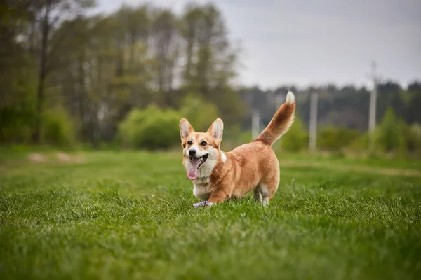 Feliz Galés Corgi Pembroke Perro Jugando Con Tirador Parque Primavera — Foto de Stock