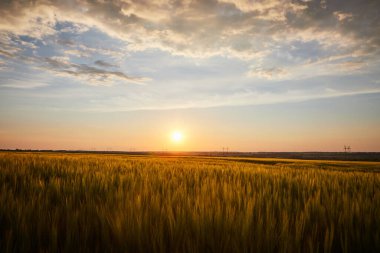 Olgun çavdar tarlaları ve mavi yaz gökyüzü ile güzel bir manzara.