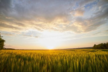 Olgun çavdar tarlaları ve mavi yaz gökyüzü ile güzel bir manzara.