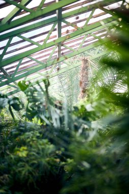 Seranın çatısında egzotik ağaçlar ve bitkiler. Botanik bahçesindeki termofilik bitkilerin iklimini korumak. Güzel bahar arkaplanı.