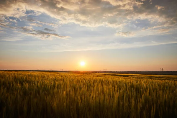 Olgun çavdar tarlaları ve mavi yaz gökyüzü ile güzel bir manzara.