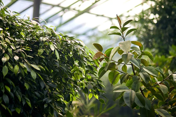 Los Árboles Exóticos Las Plantas Bajo Techo Invernadero Mantener Clima —  Fotos de Stock