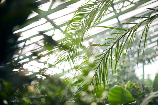 Los Árboles Exóticos Las Plantas Bajo Techo Invernadero Mantener Clima —  Fotos de Stock