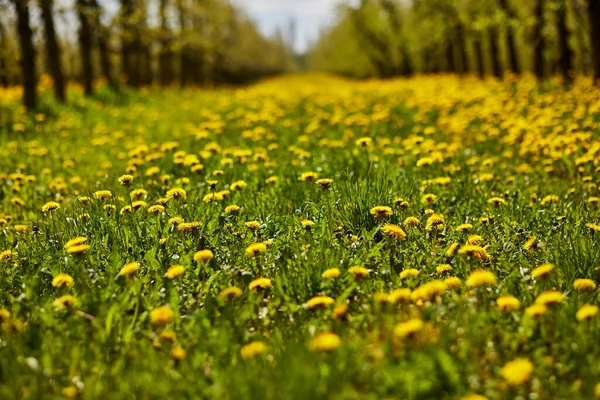 Young Apple Orchard Garden Springtime Beautiful Field Blooming Dandelions — Stock Photo, Image