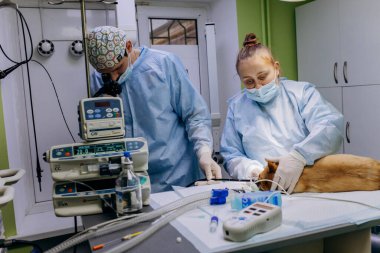 Vinnitsa, Ukrayna - 29 Kasım 2021: Veteriner cerrahlar bir veteriner kliniğinin ameliyathanesinde köpek için ameliyat yaptılar. İlaç, hayvan, hayvan, sağlık ve insan konsepti.