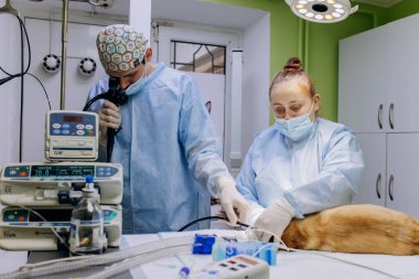 Vinnitsa, Ukrayna - 29 Kasım 2021: Veteriner cerrahlar bir veteriner kliniğinin ameliyathanesinde köpek için ameliyat yaptılar. İlaç, hayvan, hayvan, sağlık ve insan konsepti.