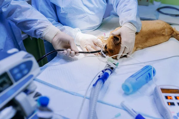 Cirurgiões Veterinários Fazem Cirurgia Cão Sala Cirúrgica Uma Clínica Veterinária — Fotografia de Stock