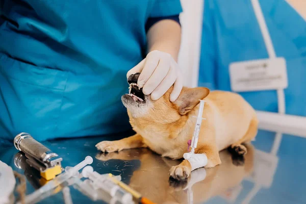 Анестезия Успокоительное Собаки Собака Лежит Операционном Столе Перед Операцией — стоковое фото