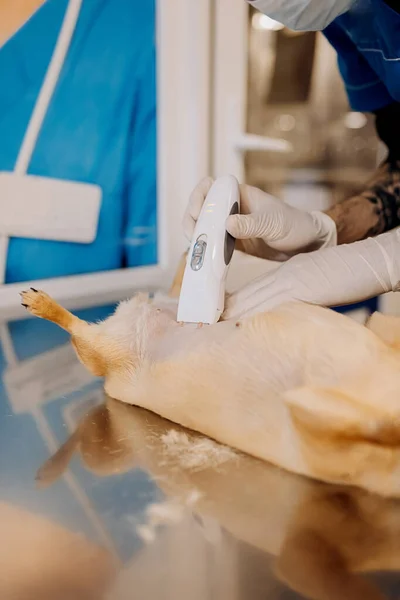 Anestesia Sedação Cão Médico Veterinário Cirurgião Barba Barriga Cão Antes — Fotografia de Stock