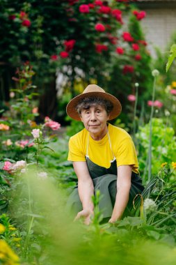 Bahçesinde çalışan, çilek yetiştirip hasat eden şapkalı kıdemli kadın bahçıvan. Bahçe işleri, tarım ve çilek yetiştirme kavramı.