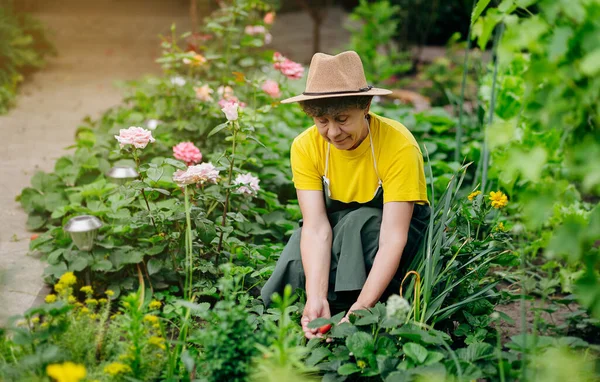 Jardineiro Mulher Sênior Chapéu Trabalha Seu Quintal Cresce Colhe Morangos — Fotografia de Stock