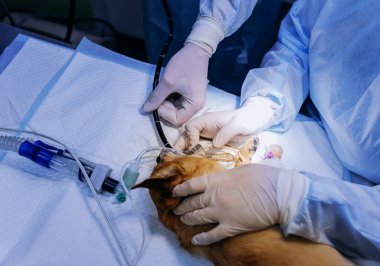 Veteriner cerrahlar bir veteriner kliniğinin ameliyathanesinde köpek için ameliyat yaparlar. İlaç, hayvan, hayvan, sağlık ve insan konsepti.