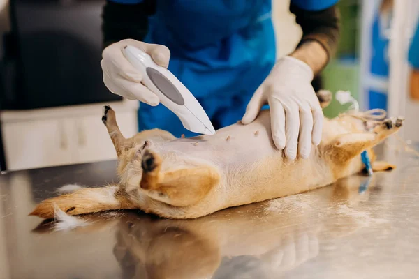 Anestesia Sedação Cão Médico Veterinário Cirurgião Barba Barriga Cão Antes — Fotografia de Stock