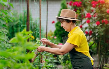Şapkalı mutlu kıdemli kadın çiftçi küçük tarım çiftliğinde çalışıyor ve salatalık yetiştiriyor. Küçük tarım işletmesi kavramı ve emeklilik yaşında çalışma