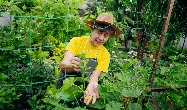 Happy Senior Agricultora Con Sombrero Trabaja Una Pequeña Granja Agrícola —  Fotos de Stock
