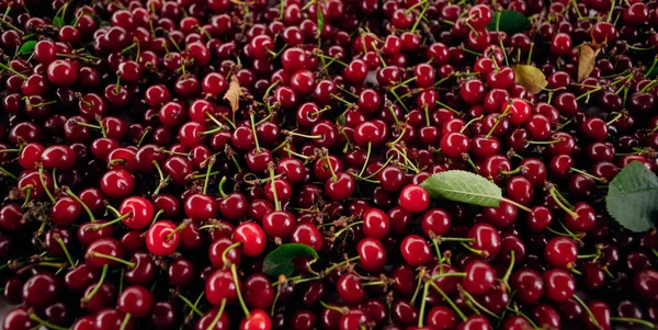 Red Cherry Bunch Ripe Cherries Stems — Stock Photo, Image