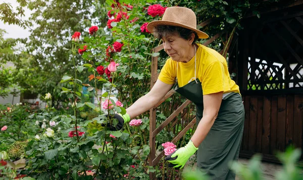 Retrato Uma Jardineira Idosa Com Chapéu Trabalhar Quintal Com Rosas — Fotografia de Stock