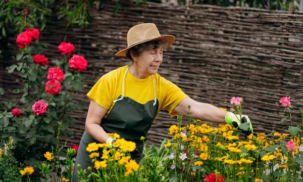 Retrato Uma Jardineira Idosa Com Chapéu Trabalhar Quintal Com Rosas — Fotografia de Stock