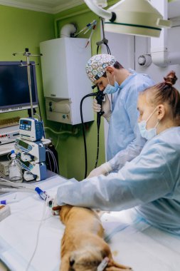 Vinnitsa, Ukrayna - 29 Kasım 2021: Veteriner cerrahlar bir veteriner kliniğinin ameliyathanesinde köpek için ameliyat yaptılar. İlaç, hayvan, hayvan, sağlık ve insan konsepti.