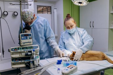 Vinnitsa, Ukrayna - 29 Kasım 2021: Veteriner cerrahlar bir veteriner kliniğinin ameliyathanesinde köpek için ameliyat yaptılar. İlaç, hayvan, hayvan, sağlık ve insan konsepti.