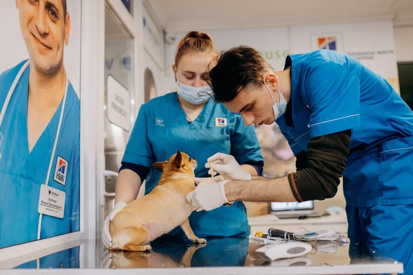 Vinnitsa Ucrania Noviembre 2021 Anestesia Sedación Del Perro Perro Yace — Foto de Stock