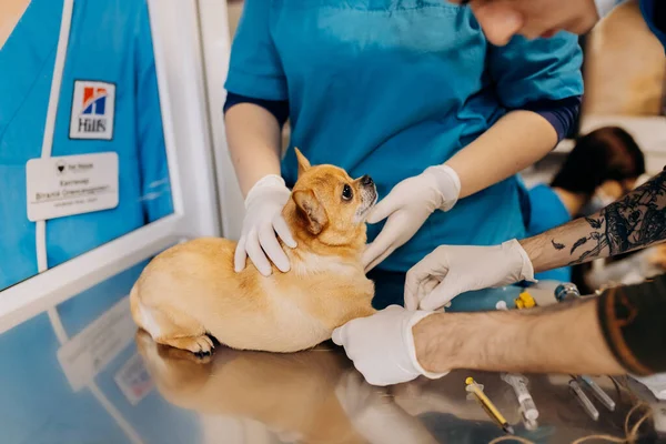 Vinnitsa Ucrania Noviembre 2021 Anestesia Sedación Del Perro Perro Yace — Foto de Stock
