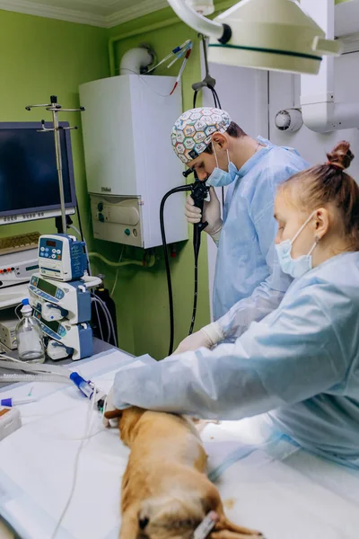 Vinnitsa Ucrânia Novembro 2021 Cirurgiões Veterinários Fazem Cirurgia Para Cão — Fotografia de Stock