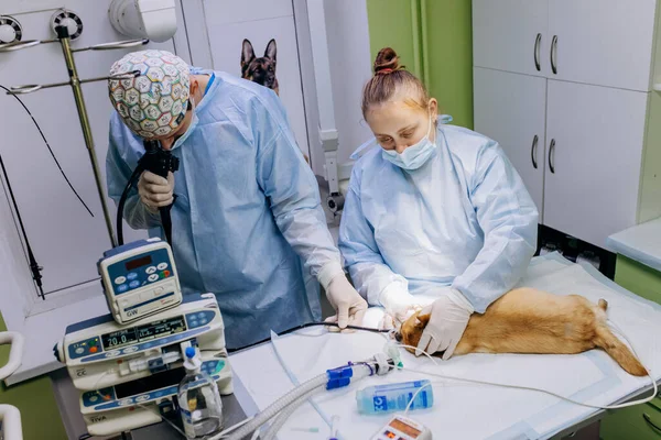Vinnitsa, Ukrayna - 29 Kasım 2021: Veteriner cerrahlar bir veteriner kliniğinin ameliyathanesinde köpek için ameliyat yaptılar. İlaç, hayvan, hayvan, sağlık ve insan konsepti.