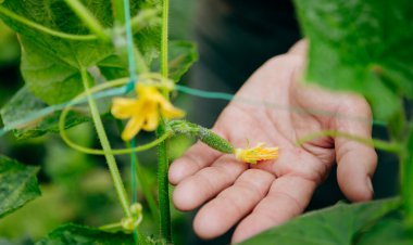 Dişi bahçıvan salatalık yetiştiriyor. Bahçıvanlık, tarım ve salatalık yetiştirme kavramı. Kapat.