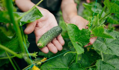 Dişi bahçıvan salatalık yetiştiriyor. Bahçıvanlık, tarım ve salatalık yetiştirme kavramı. Kapat.