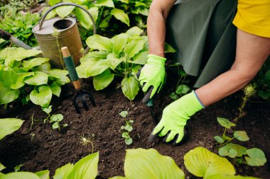 Bahçesinde çalışan bahçıvan kadın. Bahçe işleri, çiçek ve bitkilerle ilgilenmek ve büyümek..