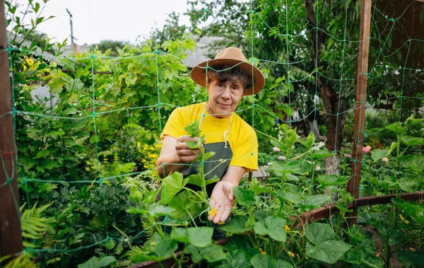 Eine Gärtnerin Arbeitet Ihrem Garten Und Baut Gurken Das Konzept — Stockfoto